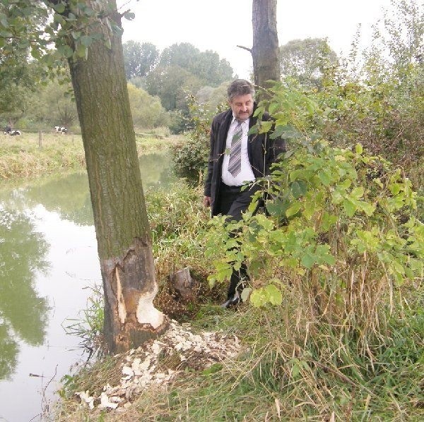 O powalonych i nadgryzionych drzewach nad  Wełną poinformował nas burmistrz Janowca  Maciej Sobczak