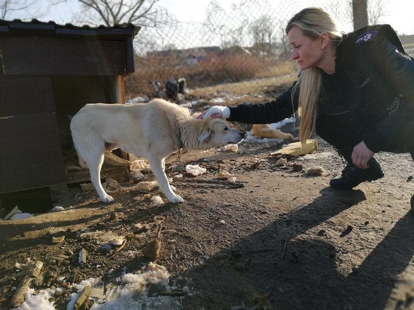 O bulwersującej sprawie poinformował OTOZ Animals -...