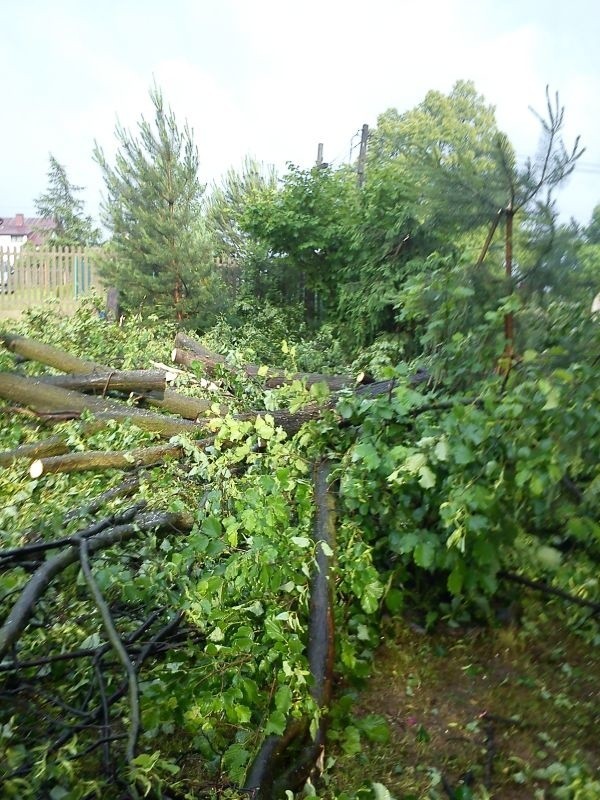 Skutki nawałnicy w regioniePołamane drzewa po nawałnicy w Szczecnie.