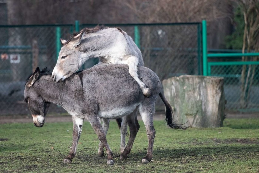 O frywolnych osiołkach ze Starego Zoo cały świat usłyszał za...