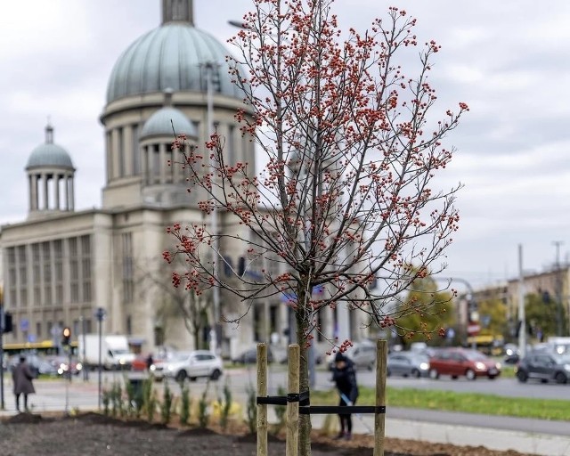 Skwerek przy rondzie Solidarności jest już gotowy. Zobacz jak wygląda.