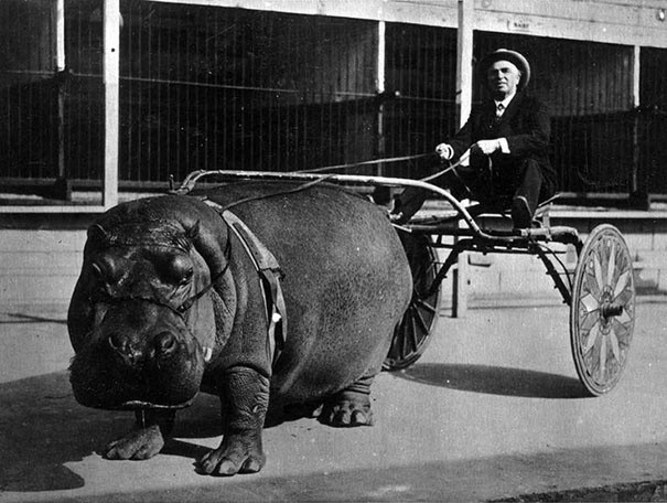 Hipopotam z cyrku zaprzęgnięty do wozu (1924)