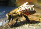 Martwe pszczoły i trzmiele w Parku Śląskim. Setki owadów zatruło się, ale to nie były opryski przeciwko komarom