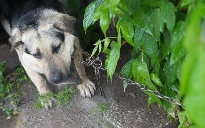 Boguty Pianki. Pies katowany przez swojego właściciela czeka na nowy dom. Jest zdrowy, tylko boi się ludzi. Kto się nim zaopiekuje?