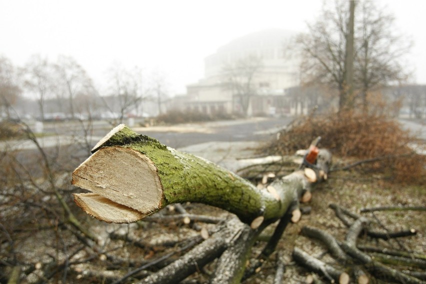 30 tysięcy drzew w trzy lata! Na takę skalę wycinki zezwolił...