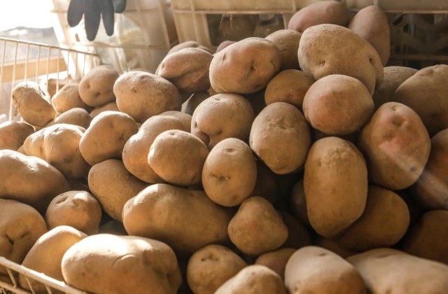 Plony ziemniaków w tym roku są o 14 proc. niższe niż w poprzednim