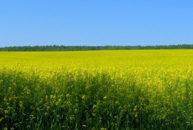 Problemu z roundupem by nie było gdyby nasiona z pryskanego rzepaku przeznaczane były  wyłącznie do produkcji biopaliwa. Tak jednak nie jest.