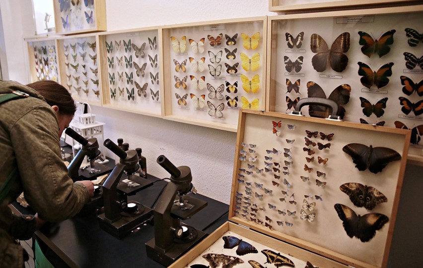 Kraków. Wiecie, że mamy Muzeum Żywych Motyli?