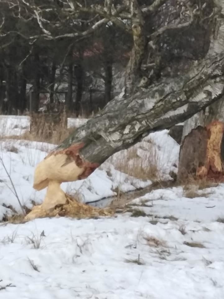 Drzewo podgryzione przez bobry rosło przy jednej z lokalnych...