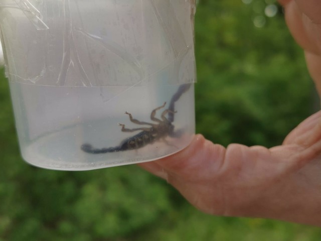Strażnicy miejscy przejęli nietypową paczkę i zawieźli skorpiona do Ogrodu Zoologicznego w Bydgoszczy