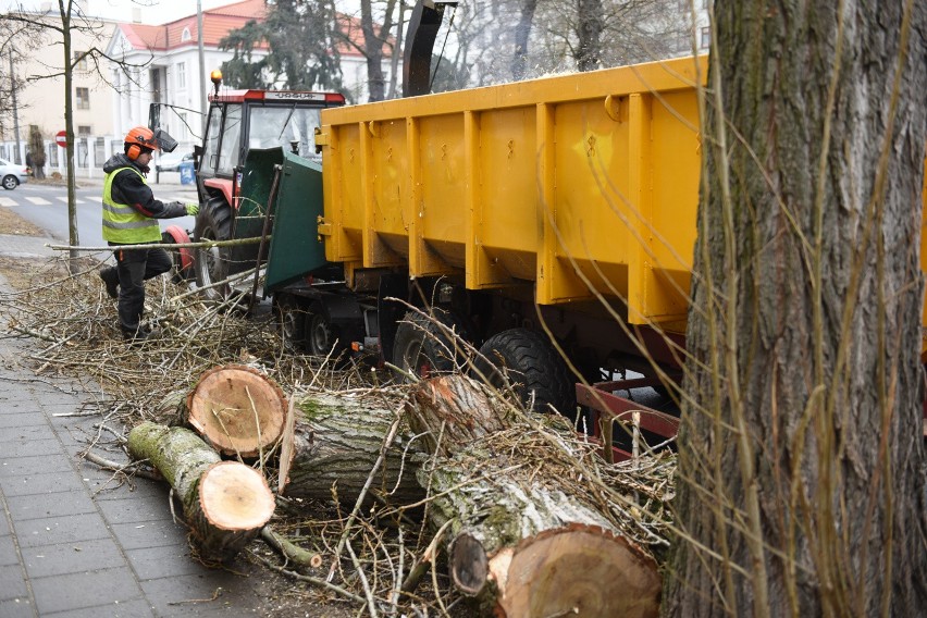 Masowa wycinka drzew trwa w całym kraju