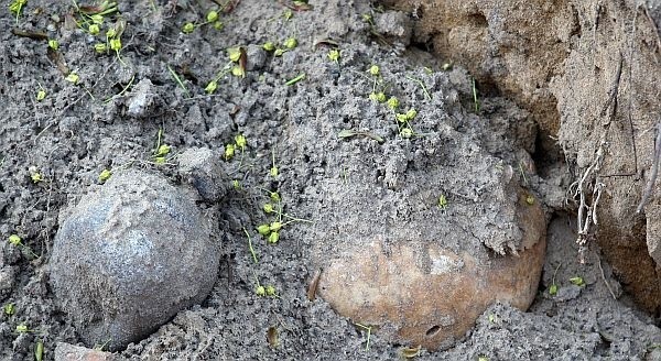 Pod cienką warstwą gruntu w różnych miejscach Białegostoku łatwo natrafić na ludzkie szczątki