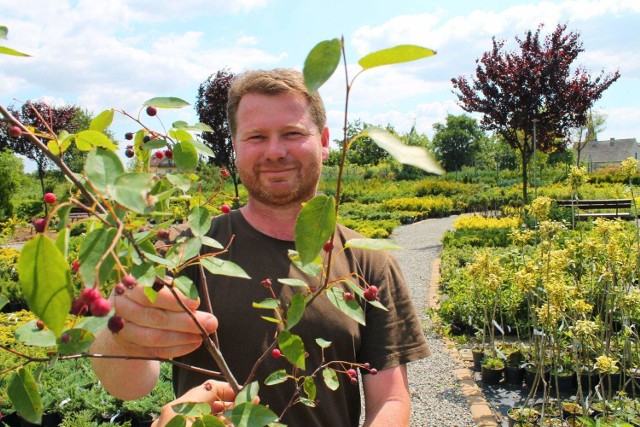 - Świdośliwa kanadyjska to jeden z owocowych krzewów, który z pewnością znajdzie się w ogrodzie - mówi Piotr Konieczko.