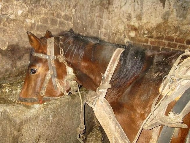 Osieczna: 62-latek znęcał się nad koniem. Grożą mu 2 lata więzienia