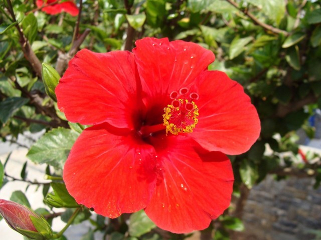 Hibiskus zwany różą chińską ma piękne kwiaty, kojarzące się z egzotycznymi wakacjami. Z powodzeniem możemy uprawiać go w doniczce.