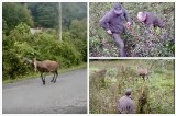 Heroiczna walka o życie jelenia, który zaplątał się porożem w siatkę ogrodzeniową. Akcję leśników z Piwnicznej udało się nagrać