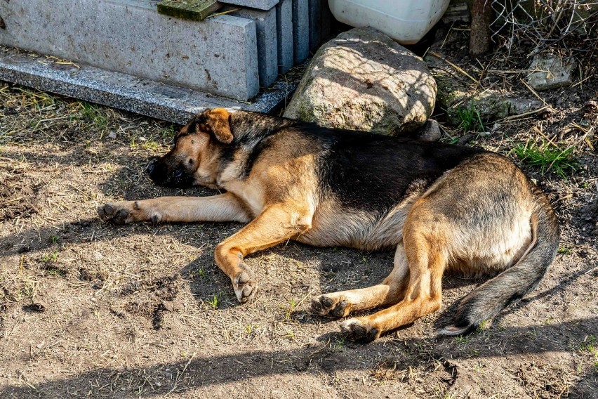 W gospodarstwie w Plutyczach jednym z bohaterów jest pies...