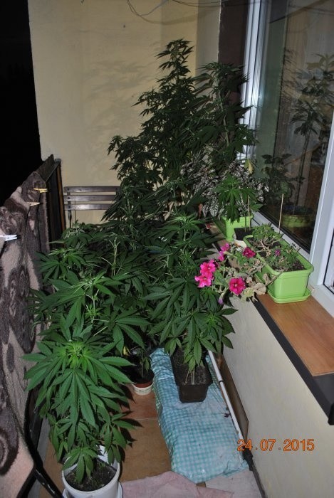 31- latek uprawiał marihuanę na balkonie