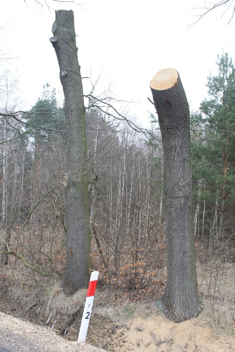 Stojące przy drodze kikuty drzew zostaną wycięte....