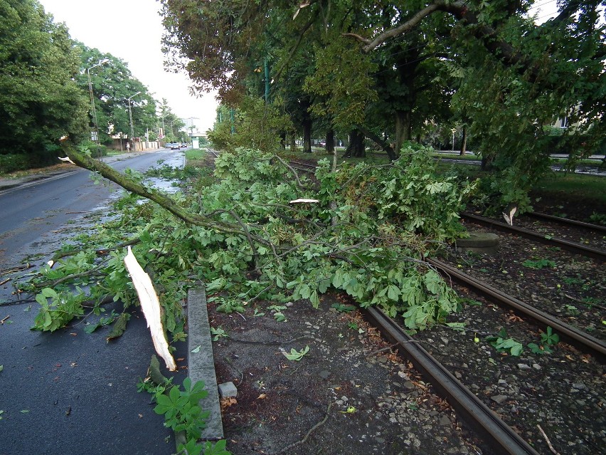 Połamane drzewa po nawałnicy w Poznaniu