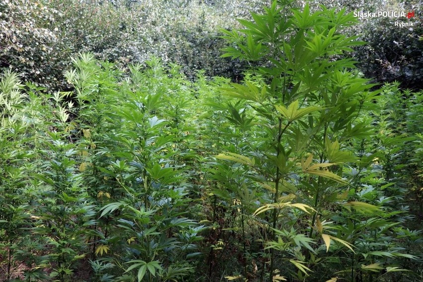 Plantacja marihuany w przydomowym ogródku w Świerklanach. Narkotyki "należały" do 19 i 25 latka. Obu grozi do 10 lat odsiadki 