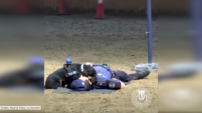 Pies reanimuje policjanta. Wideo z czworonogiem robiącym...