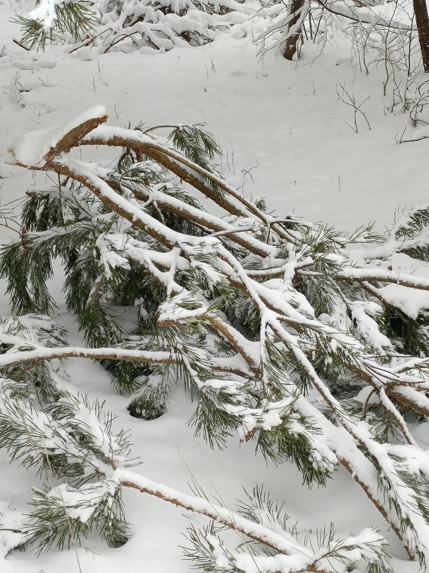 Kilkadziesiąt tysięcy drzew połamanych pod ciężarem śniegu w regionie. Straty są ogromne. Są zakazy wstępu do lasu. Zobacz zdjęcia