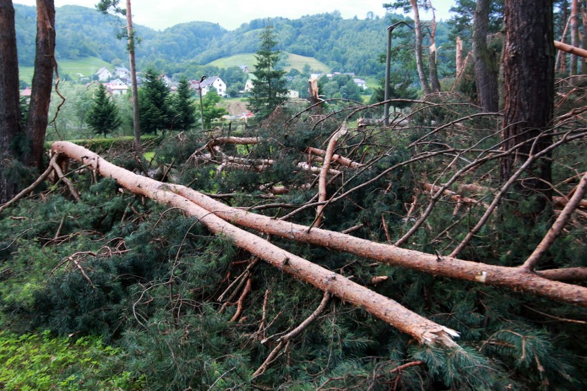 Piwniczna. 40 sekund horroru. Dobę po katakliźmie zniszczony las przeraża [ZDJĘCIA]