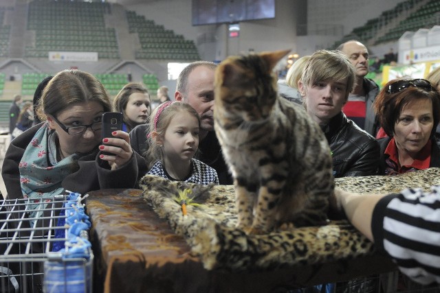 W hali pojawili się wystawcy ze swoimi rasowymi kotami oraz przedstawiciele Schroniska dla Zwierząt w Bydgoszczy ze swoimi podopiecznymi.