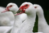 Grypa ptaków w 2024 roku znów uderza. Kolejnych 10,5 tys. kaczek do wybicia. Objawy, które powinny niepokoić i trzeba zgłaszać