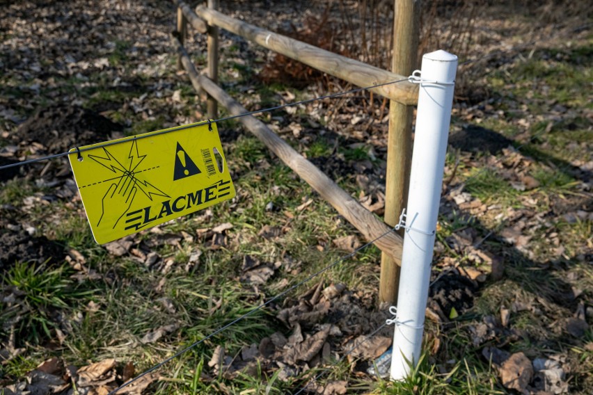 Na krakowskim Ruczaju na dziki czeka pułapka. Pięć zwierząt już w nią wpadło [ZDJĘCIA] 17.03