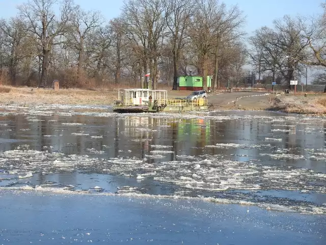 Siarczysty mróz unieruchomił wszystkie promy w Lubuskiem. Z powodu płynącej rzeką kry nie kursują promy w Połęcku, Brodach, Pomorsku i Milsku. Nieczynne promy to spore utrudnienie dla kierowców, którzy muszą nakładać drogi, za to rzeka wygląda pięknie w zimowej szacie. Jak długo potrwa taka sytuacja? Synoptycy przewidują, że już od środy temperatura powietrza w dzień będzie dodatnia. Oto prognoza pogody na kolejne dni:Źródło: TVN Meteo/x-newsPrzypomnijmy, że promy kursują tylko przy dobrych warunkach na rzece. Może je zatrzymać nie tylko kra, ale też silny wiatr, niedostateczna widoczność, oraz zbyt niski lub wysoki stan wody. Promy nie kursują w pierwszy dzień Świąt Bożego Narodzenia, Nowy Rok i pierwszy dzień Świąt Wielkanocnych.W sprzyjających warunkach przeprawa w Pomorsku jest czynna w dni robocze od godz. 5.00 do 22.00, a w weekendy i dni wolne od pracy w godz. 7.00 – 21.00. Pozostałe promy kursują w grudniu i styczniu w porze dziennej, w godz. 8.00 – 16.00.