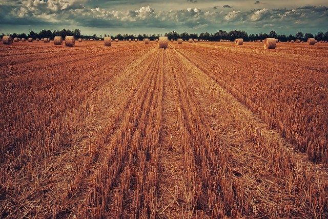 Ile zbóż zebrali rolnicy w 2022 r.?