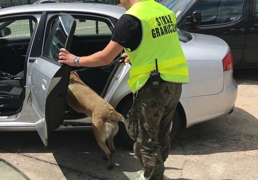 Granica w Hrebennem: Pies wywęszył w samochodzie 63 kg haszyszu  (FOTO, WIDEO)