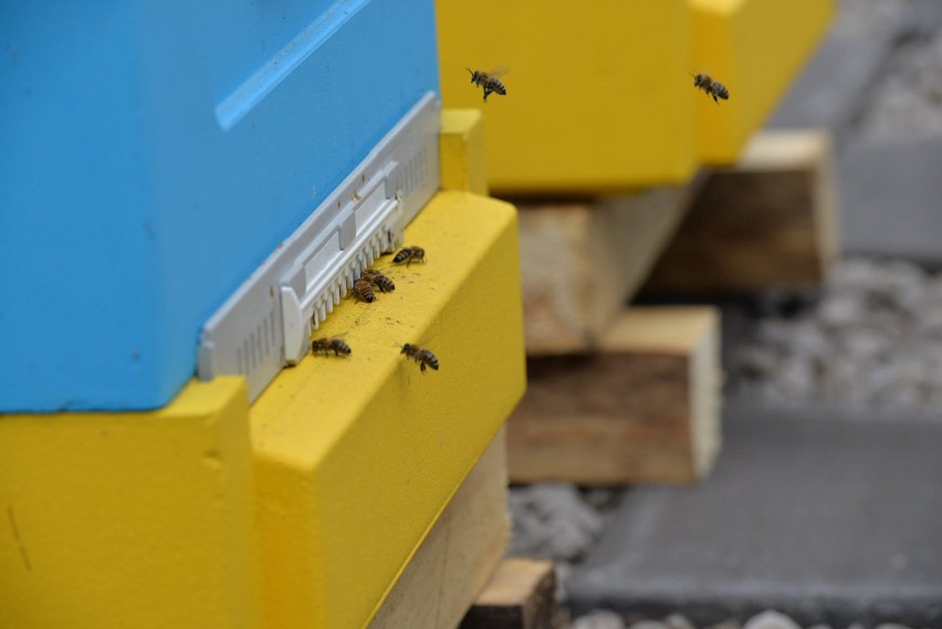 Kozienicki Dom Kultury sprowadził ule z pszczołami. Znajdują się one na tarasie placówki