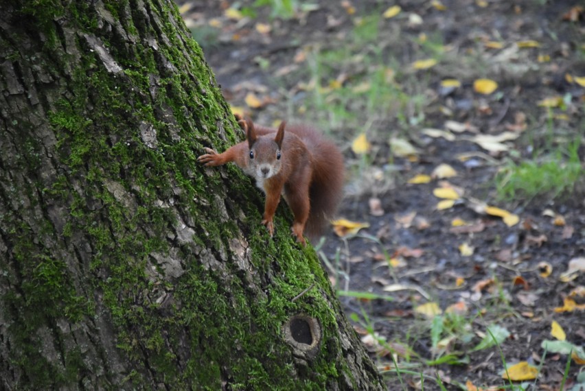 Park Bioróżnorodności wczesną jesienią to świetne miejsce na...