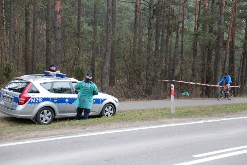 Padły dzik przy ścieżce rowerowej. Weterynarz będzie szukał ASF (zdjęcia)