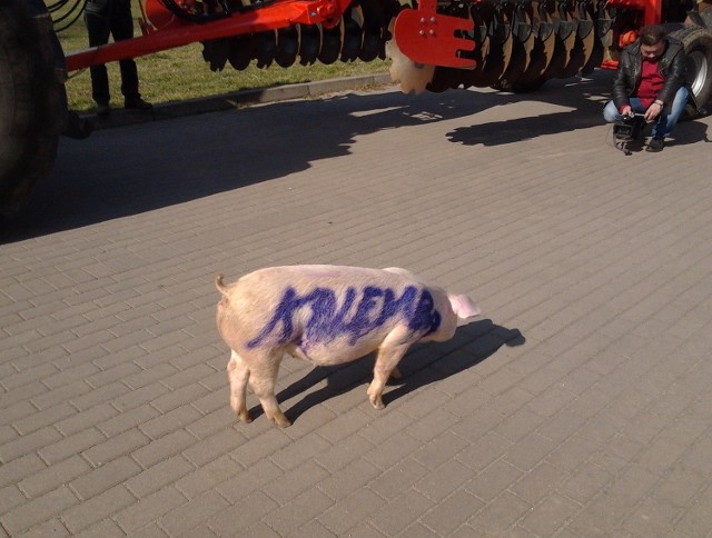Rolnicy protestujący w Głogowie na świnie napisali nazwisko byłego ministra rolnictwa Stanisława Kalemby.