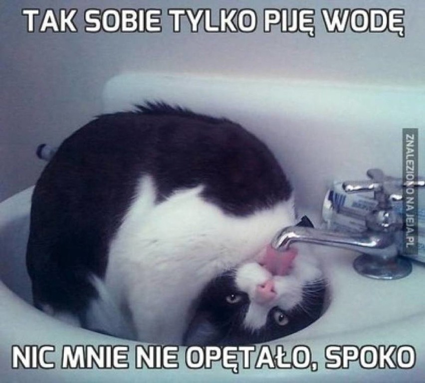 8 sierpnia - Międzynarodowy Dzień Kota. Oto najlepsze memy z kotami i o kotach. Są przezabawne!