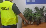 Policja uwolniła kobietę zamknięta w szopie, a przy okazji znalazła marihuanę 