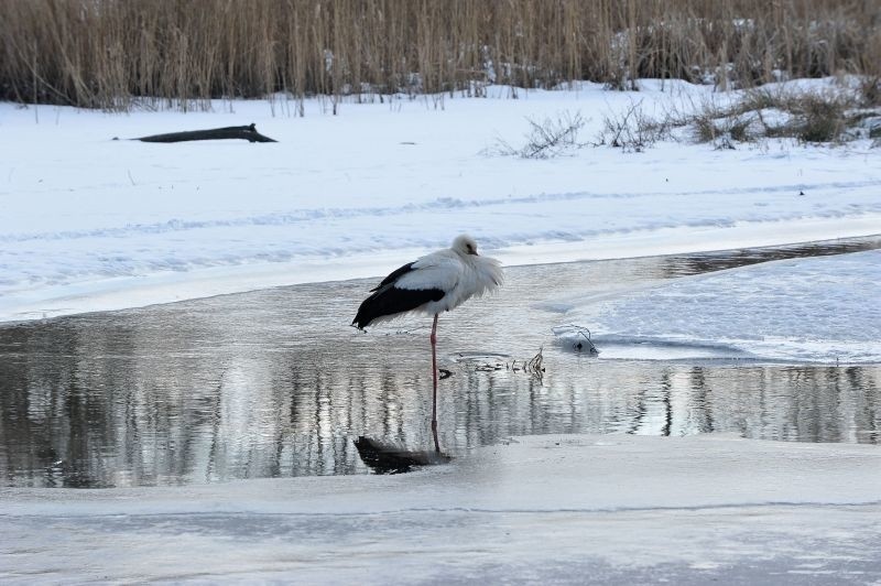 Niestety, wciąż leży śnieg. Taka pogoda nie sprzyja ptakom,...