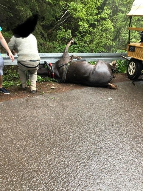 Wypadek konia w Morskim Oku. Animalsi zawiadamiają prokuraturę 