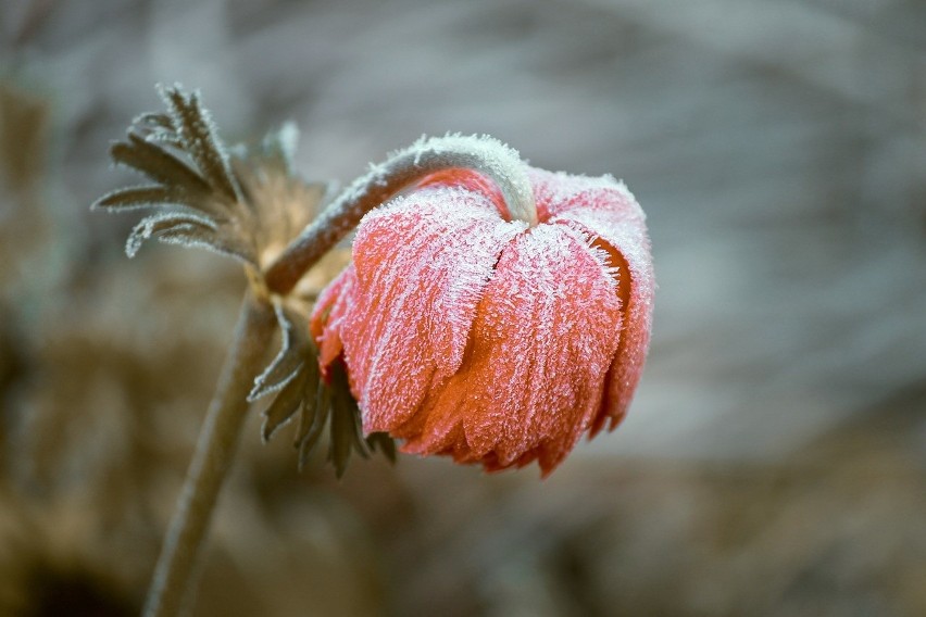 Temperatura w nocy z 9 na 10 kwietnia może spaść do pięciu...