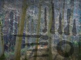 Majówka 2021. Stowarzyszenie Działań Twórczych "Stodoły" zaprasza na spacer po megalitycznym lesie