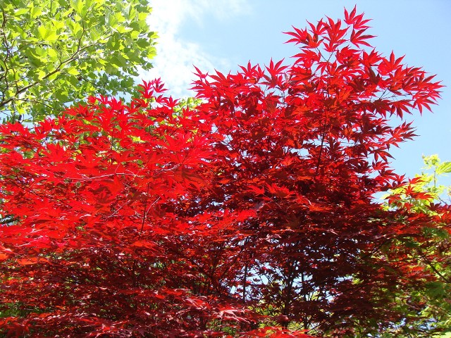 Drzewa i krzewy o czerwonych liściach wyglądają efektownie od wiosny do jesieni.