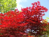 Drzewa i krzewy o czerwonych liściach. Są piękne i kolorowe nie tylko jesienią. Zobacz, co wybrać do ogrodu