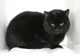 Czarny kotek czeka na nowy dom