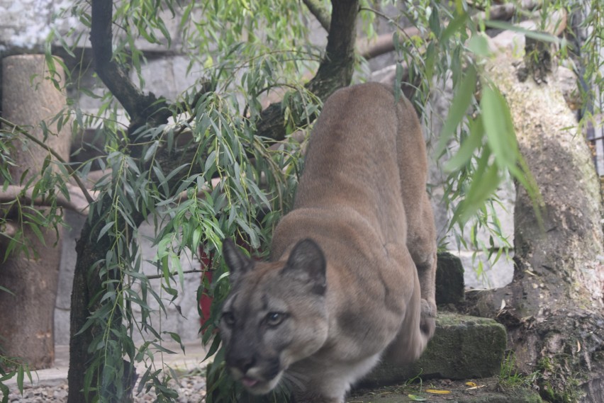 Puma Nubia mieszka w Śląskim Ogrodzie Zoologicznym w...