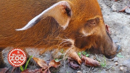 W śląskim zoo - nowy serial telewizyjny na kanale Active...