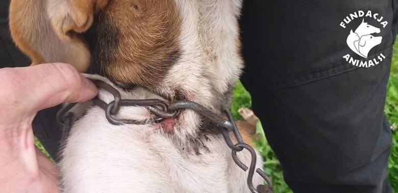 Pies miał łańcuch wrośnięty w szyję. Do 5 lat więzienia grozi właścicielom, którzy staną przed sądem